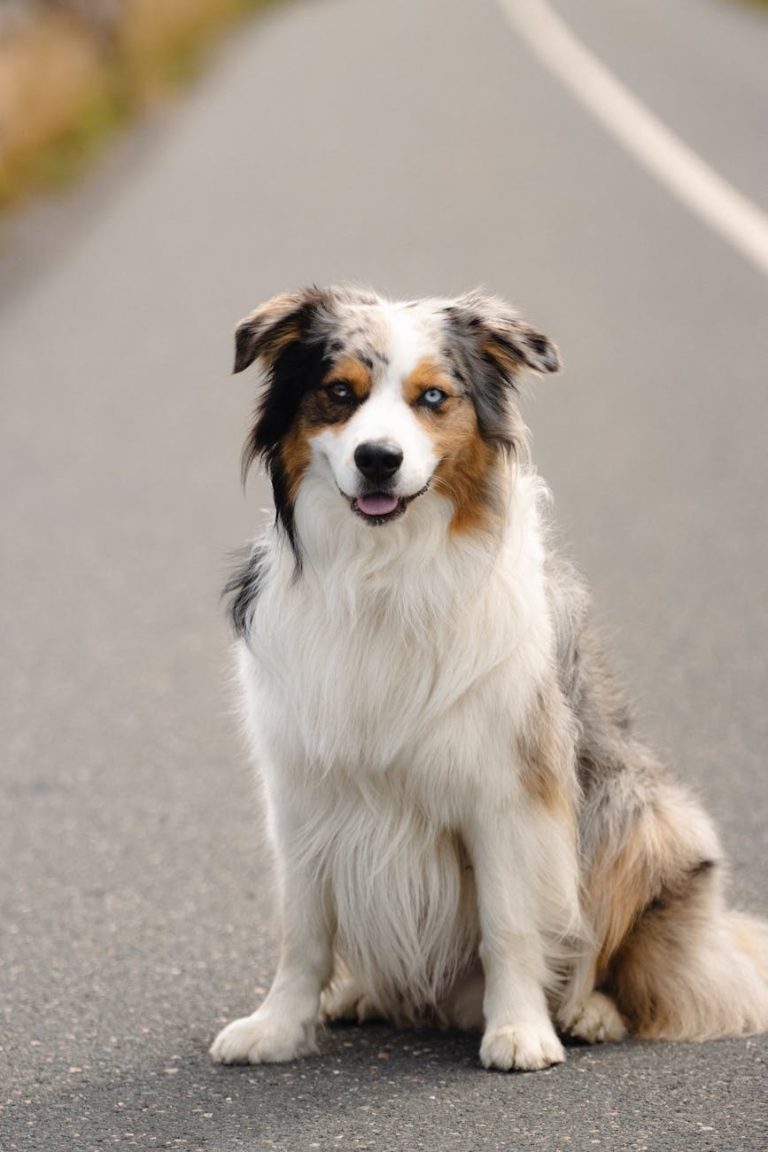 Charming Australian Shepherd dog sitting on a roadside in Jönköping, Sweden.